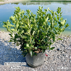 September 2025 3g Hummingbird Clethra Single Website